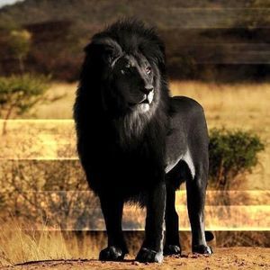 Meet your Posher, Darell